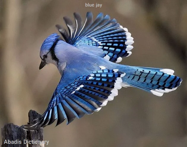 blue jay